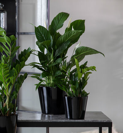 Zamioculcas i sort potte Zamioculcas i sort potte